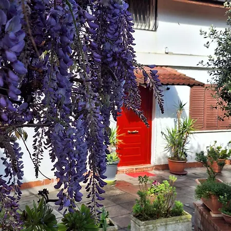 Giallo Limone 萨莱诺