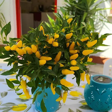 فندق مبيت وإفطار Giallo Limone ساليرنو